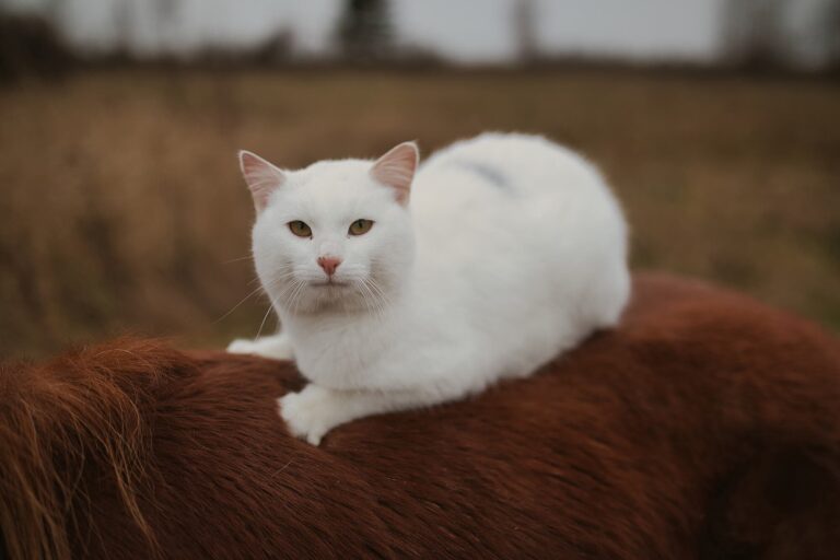 Белая кошка крупно на крупе